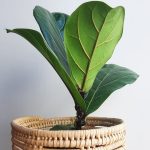 Ficus Lyrata 15cm Pot