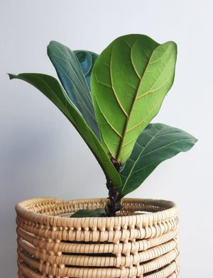 Ficus Lyrata 15cm Pot