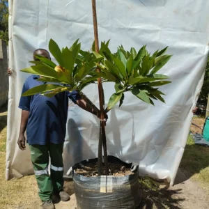 Frangipani-White-Tree-125lt.webp Plumeria White 125lt