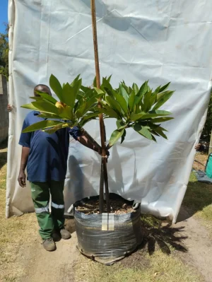 Plumeria White 125lt