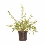 Freylinia Tropica White 12cm Pot