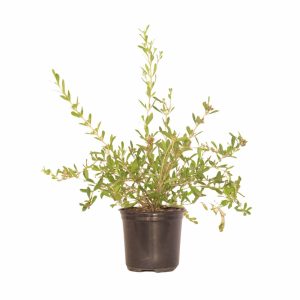 Freylinia Tropica White 12cm Pot
