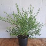 Freylinia Tropica Blue 21cm Pot