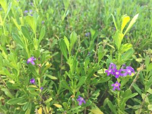 Freylinia Tropicana 10lt Ball