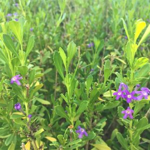 Freylinia-tropicana-blue.jpg Freylinia Tropicana 10lt Ball