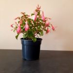 Fuchsia Beacon Pink 14cm Pot