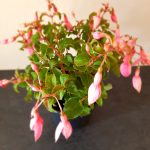 Fuchsia Beacon Pink 14cm Pot