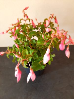 Fuchsia Beacon Pink 14cm Pot