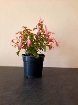 Fuchsia Beacon Pink 14cm Pot