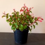 Fuchsia Beacon Red/Blue 14cm Pot