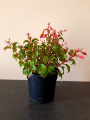 Fuchsia Beacon Red/Blue 14cm Pot