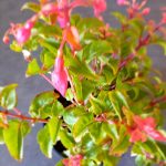 Fuchsia Beacon Red/Blue 14cm Pot