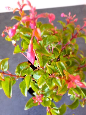 Fuchsia Beacon Red/Blue 14cm Pot