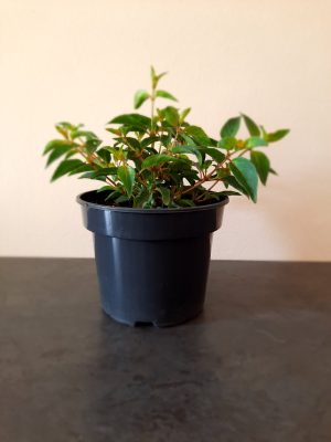 Fuchsia-Dollarprinzesin-14cm-Pot.jpg Fuchsia Dollarprinzessin 14cm Pot