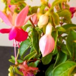 Fuchsia-Paula-Jane-14cm.jpg Fuchsia Paula Jane 14cm Pot