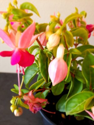 Fuchsia-Paula-Jane-14cm.jpg Fuchsia Paula Jane 14cm Pot