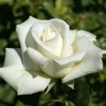 Full Sail Rose 5lt