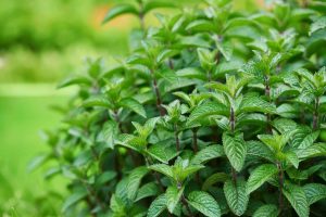 Garden Mint 4 Pack Tray