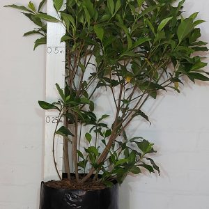 Gardenia Floribunda 20lt