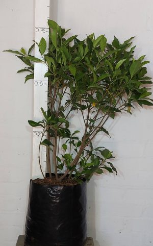 Gardenia-floribunda.jpg Gardenia Floribunda 20lt