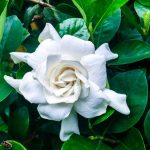 Gardenia Florida 17cm Pot