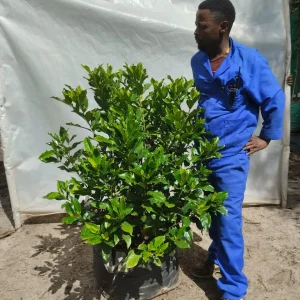 Gardenia-jasminoides-70lt-RH.webp Gardenia Jasminoides 70lt