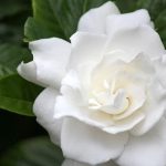 Gardenia Jasminoides 'Belmont' 15cm Pot