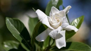 Gardenia-radicans.jpg Gardenia Radicans 10lt