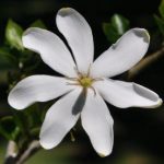 Gardenia-thunbergia.jpg Gardenia Thunbergia 10lt