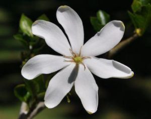 Gardenia-thunbergia.jpg Gardenia Thunbergia 10lt