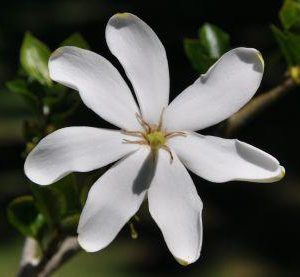 Gardenia-thunbergia.jpg Gardenia Thunbergia 10lt