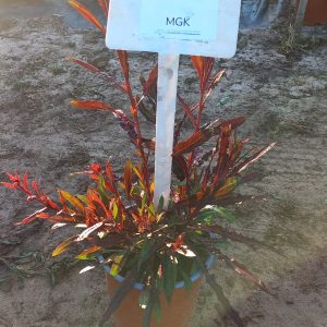 Gaura Little Janie 17cm Pot