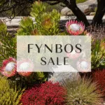 Fynbos PLants on Sale at www.clicknplant.co.za