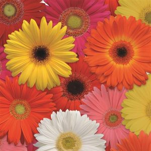 Gerbera-Revolution-Select-Mix-17cm-Pot.jpg Gerbera Revolution 15cm Pot