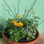Gift-Bowl-.jpg Flower Gift Bowl 23cm Pot