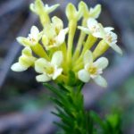 Gnidia Squarrosa 4lt