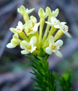 Gnidia Squarrosa 4lt