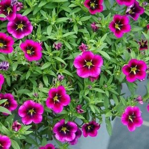 Calibrachoa Parviflora Goodnight Kiss 15cm Pot