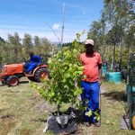 Hanepoot Grape Vine 70lt
