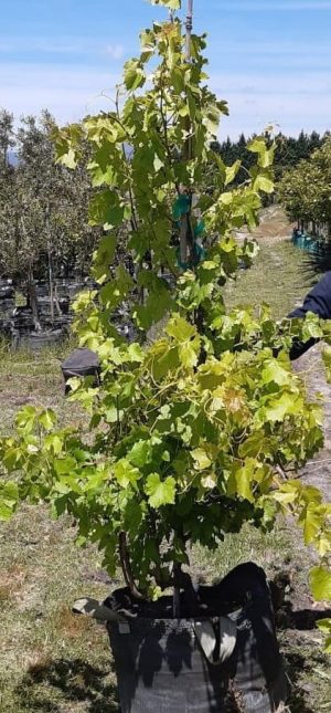 Grape Vine Red Globe 70lt