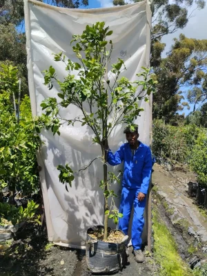 Grapefruit - Chandler 70lt