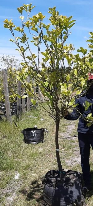 Grapefruit Shaddock Tree 70lt