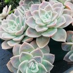 Graptoveria Fantome 9cm Pot