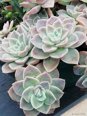 Graptoveria Fantome 9cm Pot