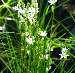 Ornithogalum Juncifolium 4lt