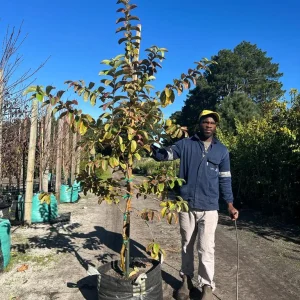 Guava-Fan-retief-70lt-G.webp Guava Tree 70lt