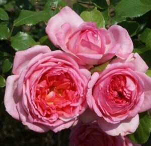 Gulilah Rose 5lt