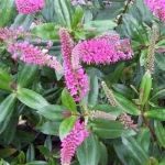 Hebe Jane Holden 19cm Pot