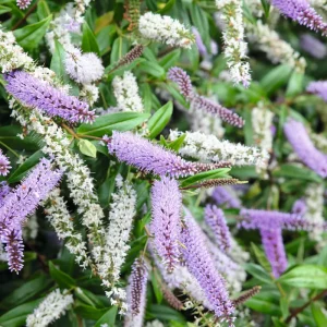 Hebe Midsummer Beauty 19cm Pot