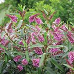 HEBE-Wiry-blush.jpg Hebe Wiry Blush 19cm Pot